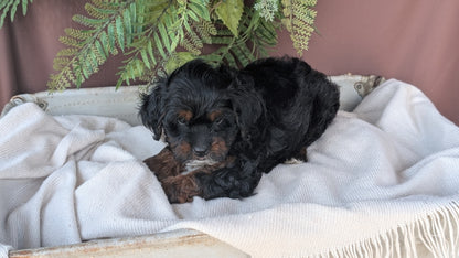 COCKAPOO (MAY 22) FEMALES