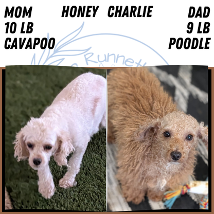 CAVAPOO (MAY 12) MALES