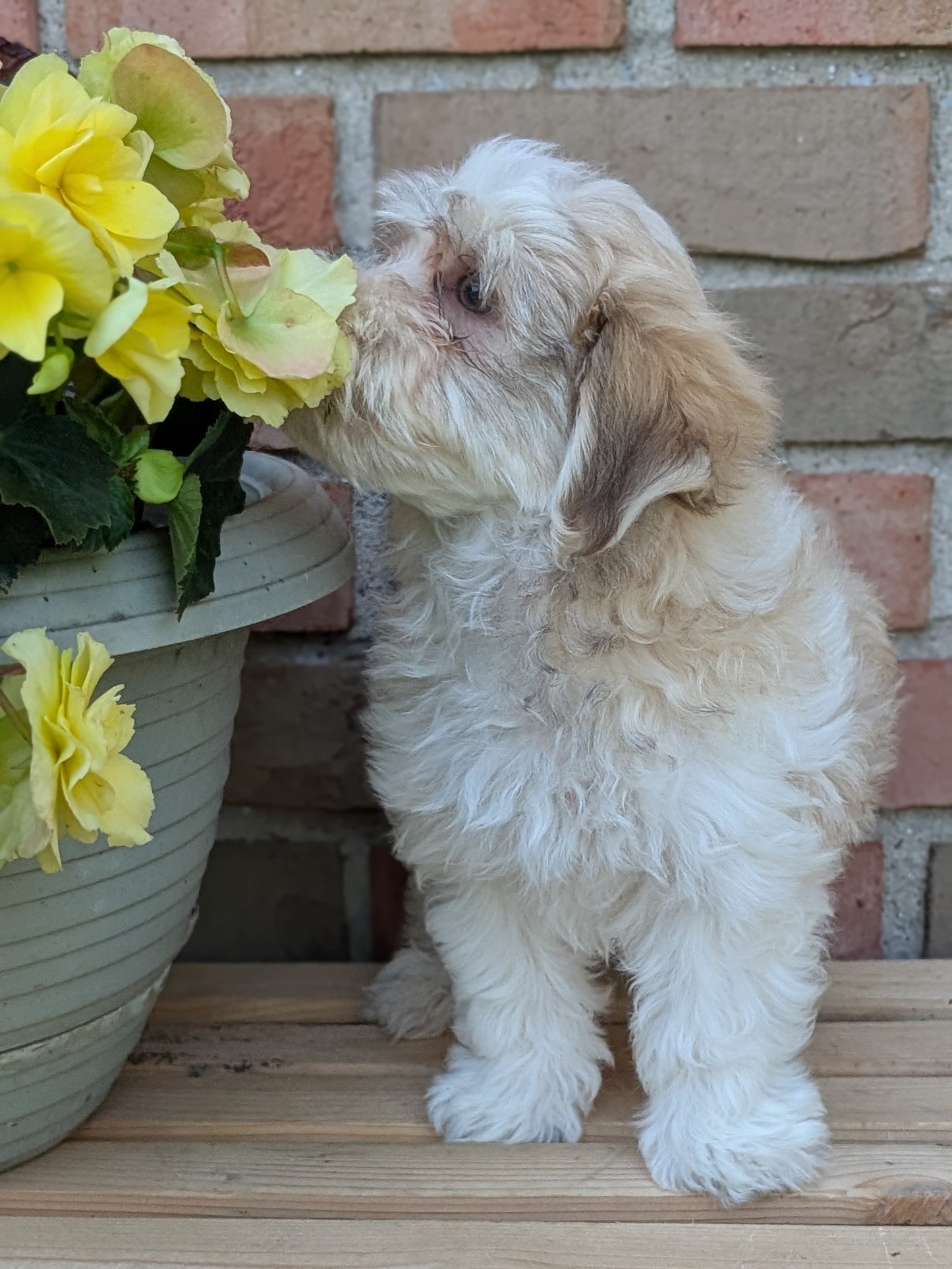 HAVANESE (APR 09) MALES