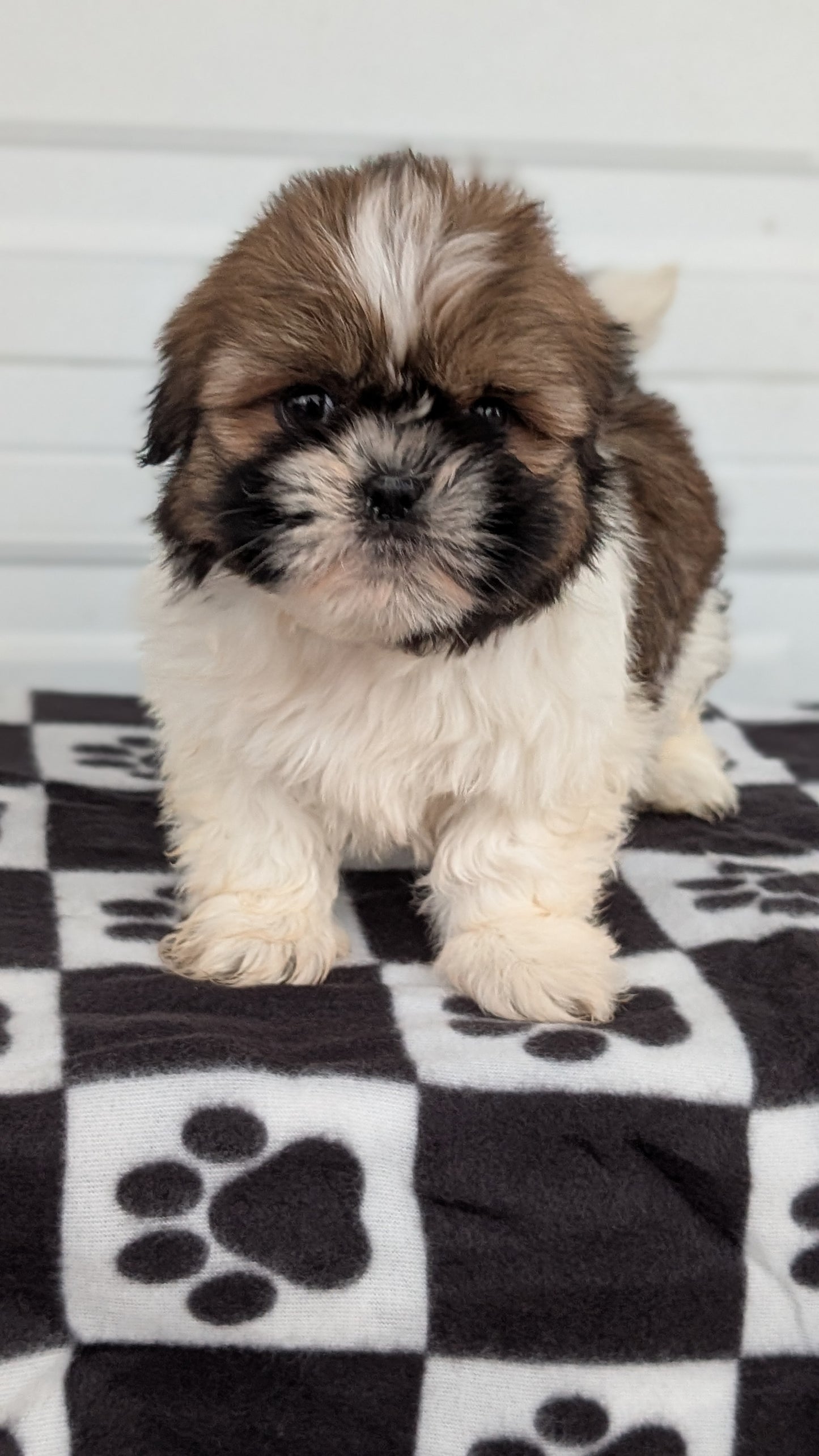 SHIH TZU (NOV 15) FEMALES