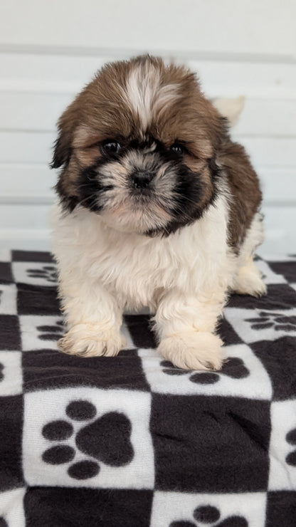 SHIH TZU (NOV 15) FEMALES
