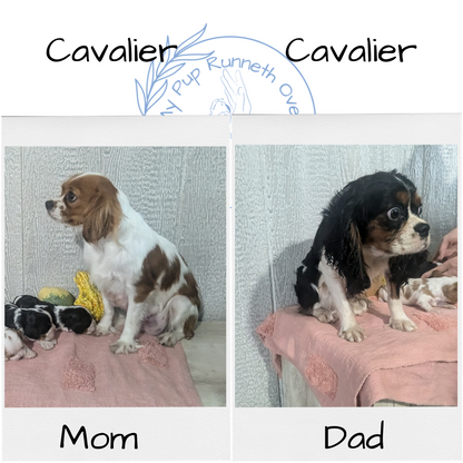 CAVALIER (09/12) MALE