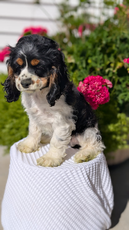 COCKER SPANIEL (07/17) MALE