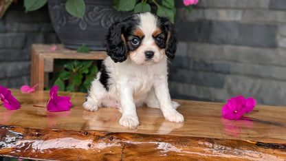 CAVALIER (JUL 29) 3 FEMALES