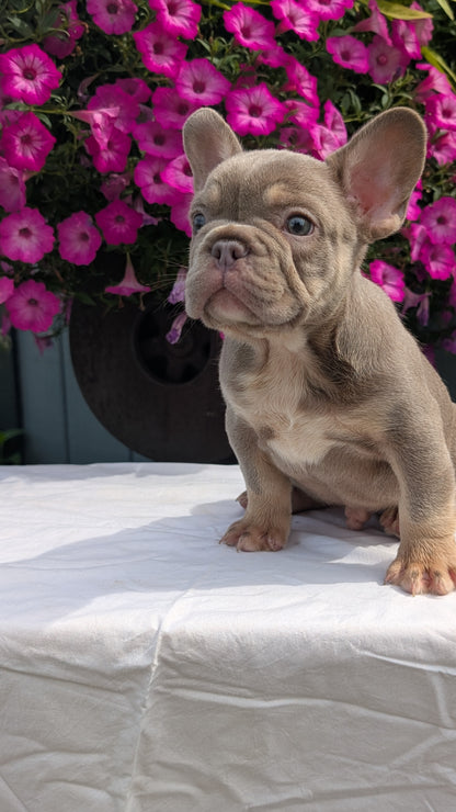 FRENCH BULLDOG (06/27) MALE
