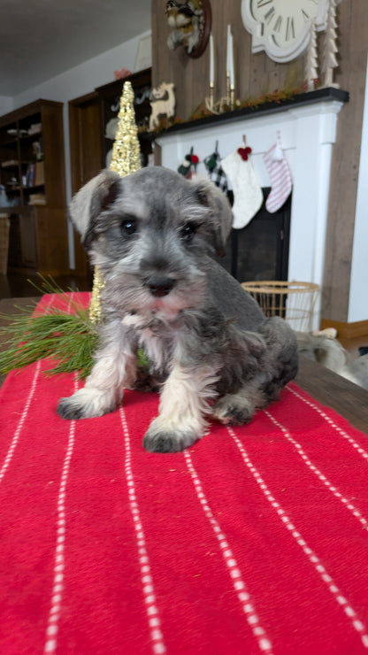 MINI SCHNAUZER (10/03) MALE