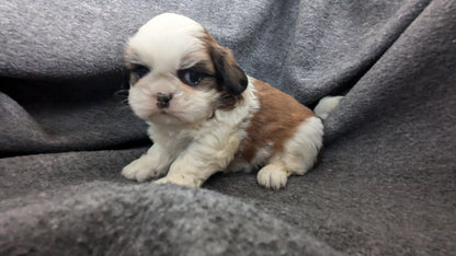 SHIH TZU (10/08) MALE