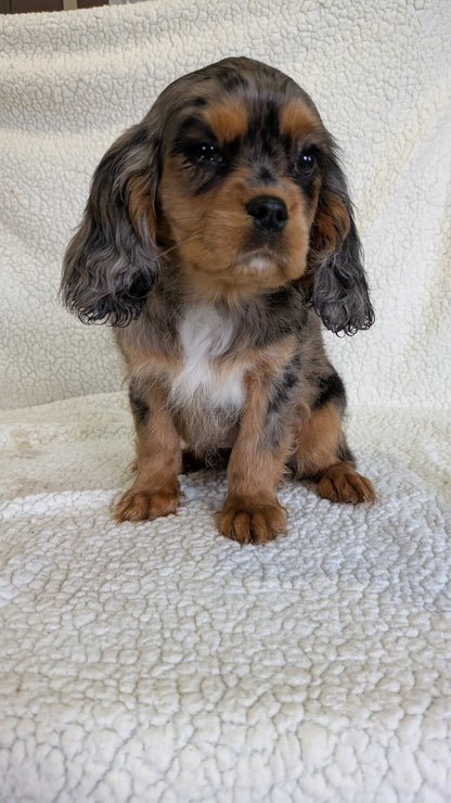 CAVALIER (12/22) FEMALE