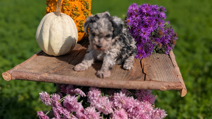 TOY POODLE (08/28) FEMALE