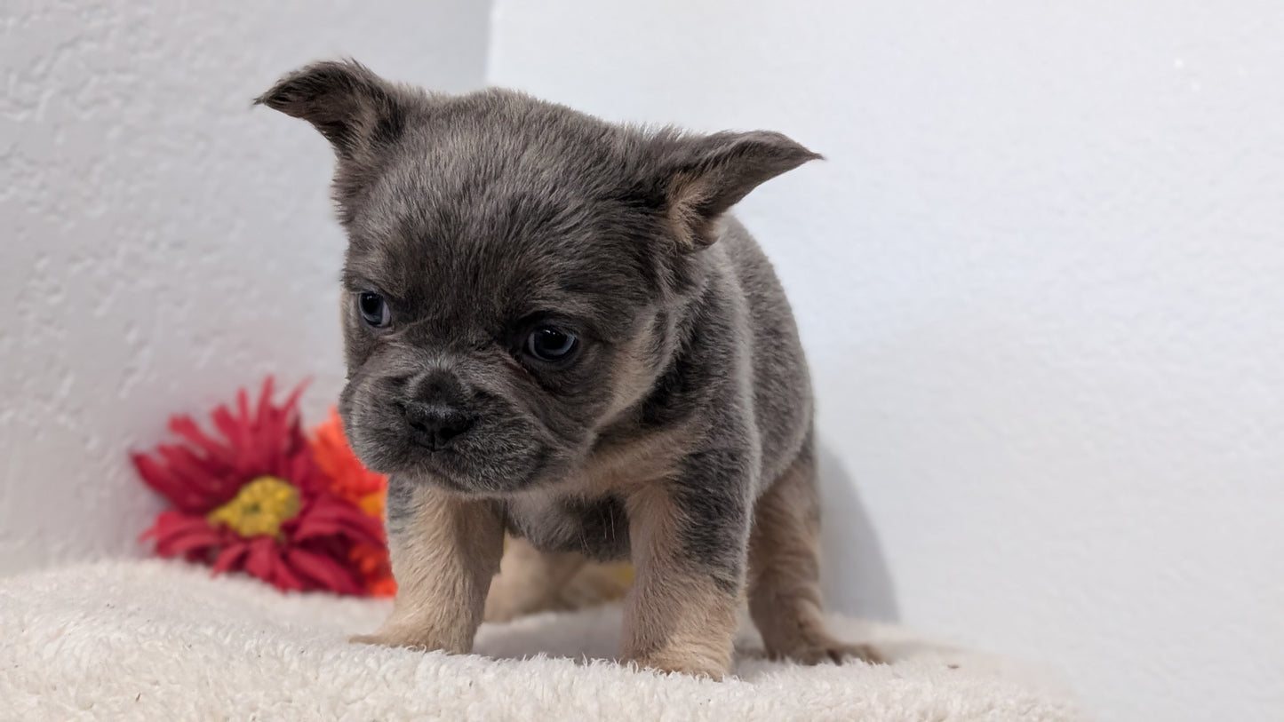 FRENCH BULLDOG (FEB 21) FEMALE