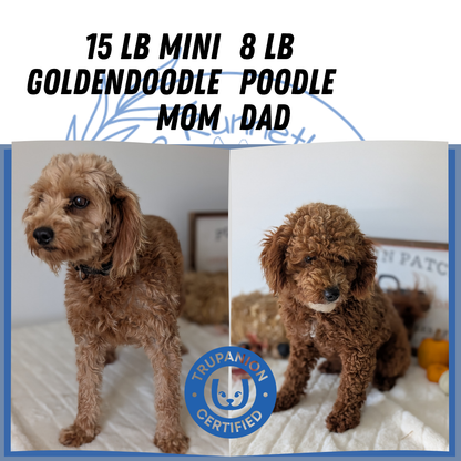 MINI GOLDENDOODLE (09/21) MALE