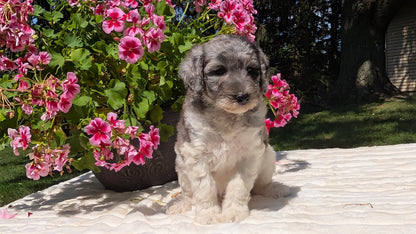 MINI BERNEDOODLE (06/11) FEMALE
