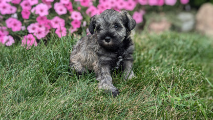 MINI SCHNAUZER (07/26) FEMALE