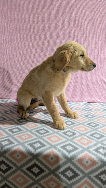 GOLDEN RETRIEVER (11/11) FEMALE