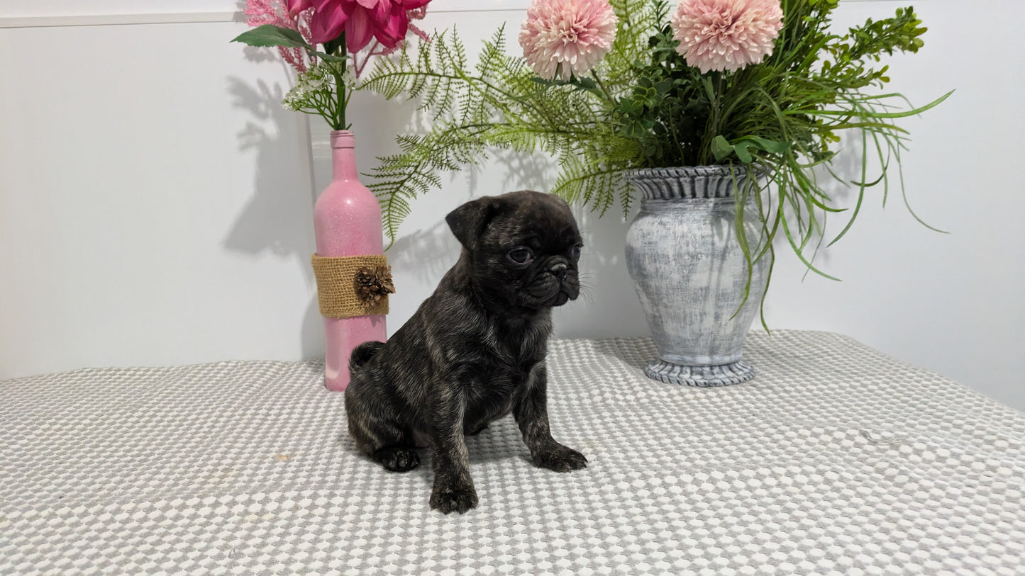 PUG (02/04) FEMALE