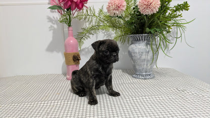 PUG (02/04) FEMALE