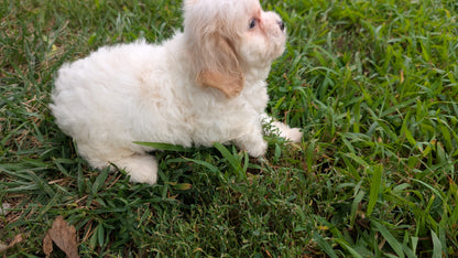 TEDDY BEAR (06/29) FEMALE