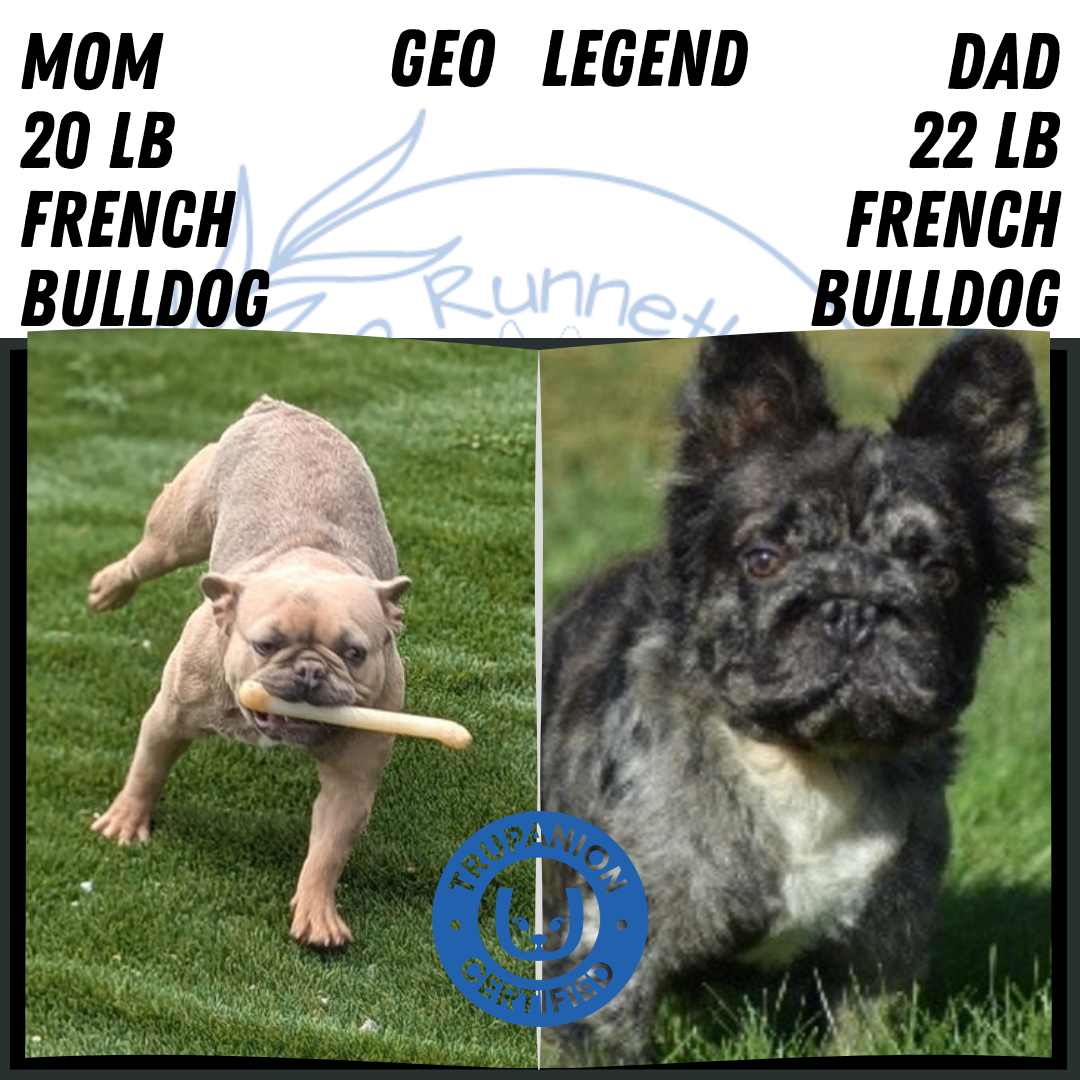 FRENCH BULLDOG (APR 06) FEMALE