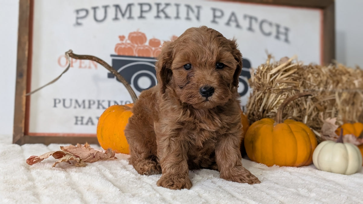 MINI GOLDENDOODLE (AUG 13) 6 MALES/3 FEMALES