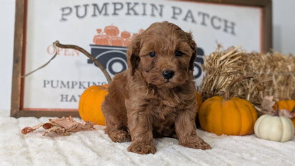 MINI GOLDENDOODLE (AUG 13) 6 MALES/3 FEMALES