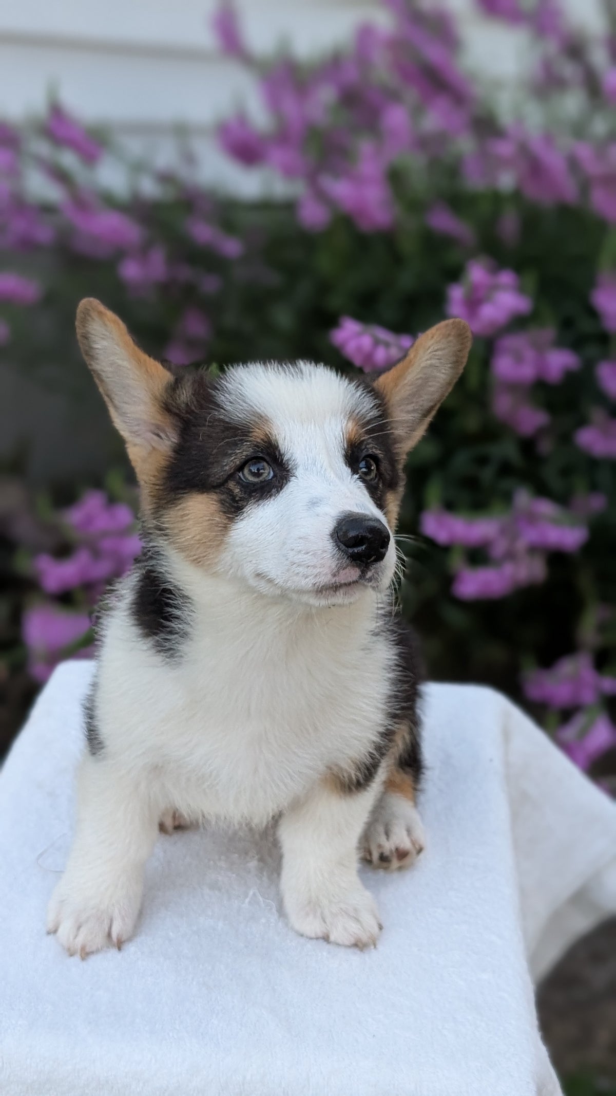 CORGI (JUN 08) MALES