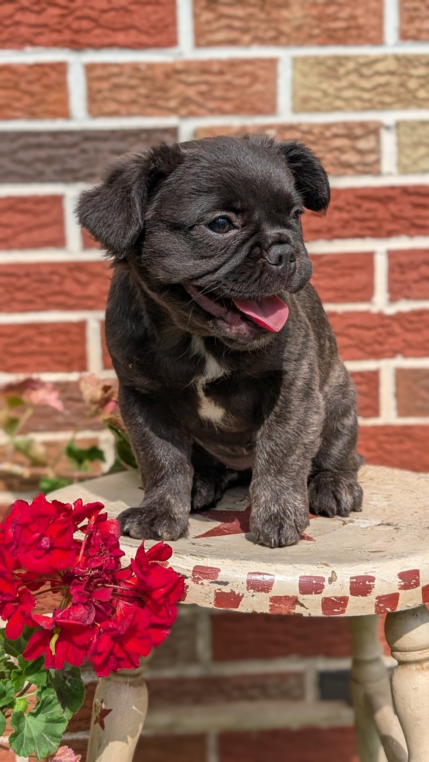 FRENCH BULLDOG (MAR 09) FEMALES