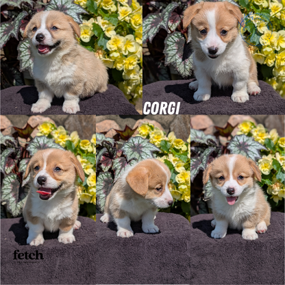 CORGI (JUL 13) 2 FEMALES/3 MALES