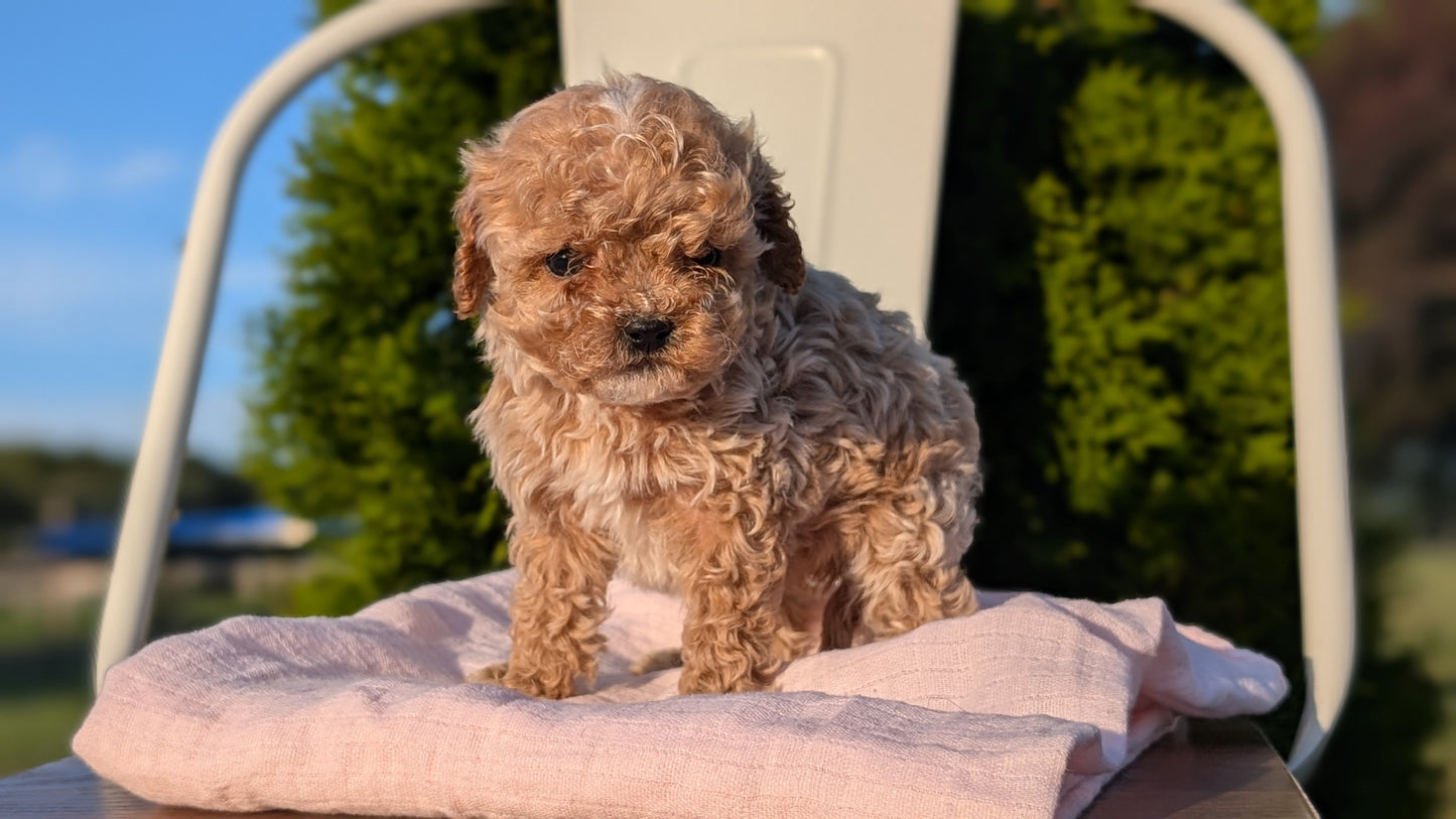 CAVAPOO (MAY 09) MALES