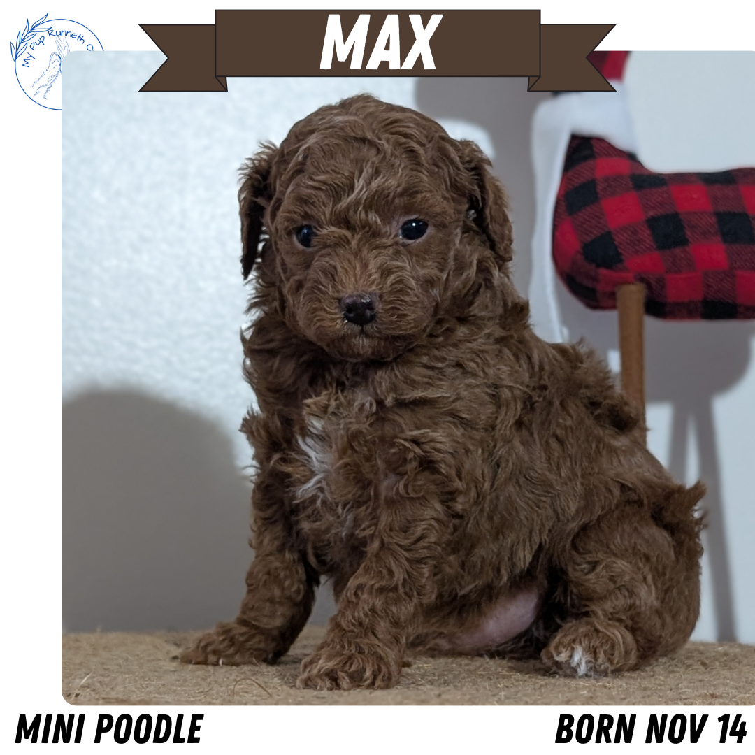 MINI POODLE (NOV 14) MALES