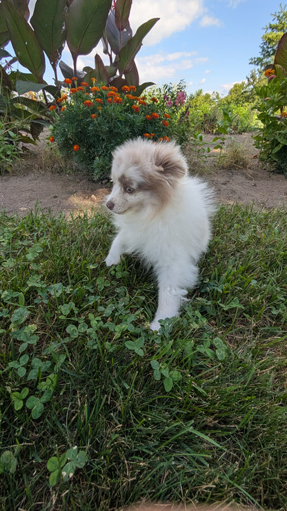 POMERANIAN (04/22) FEMALE