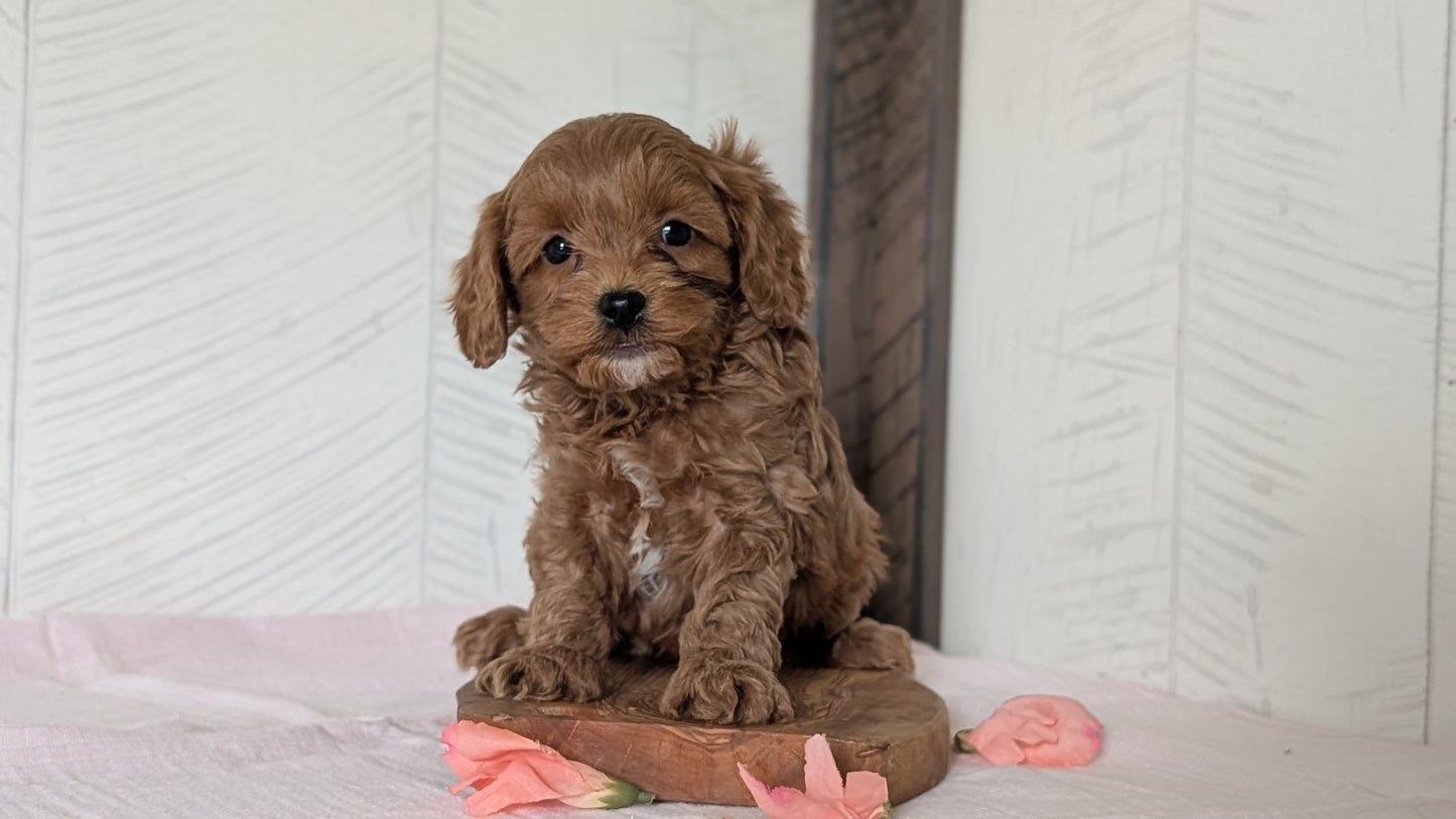 CAVAPOO (FEB 11) MALES