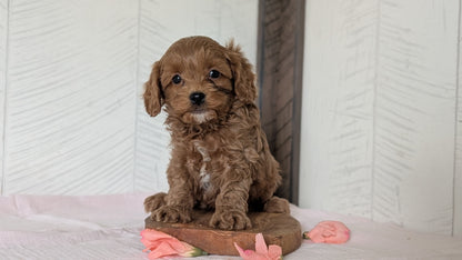 CAVAPOO (FEB 11) MALES