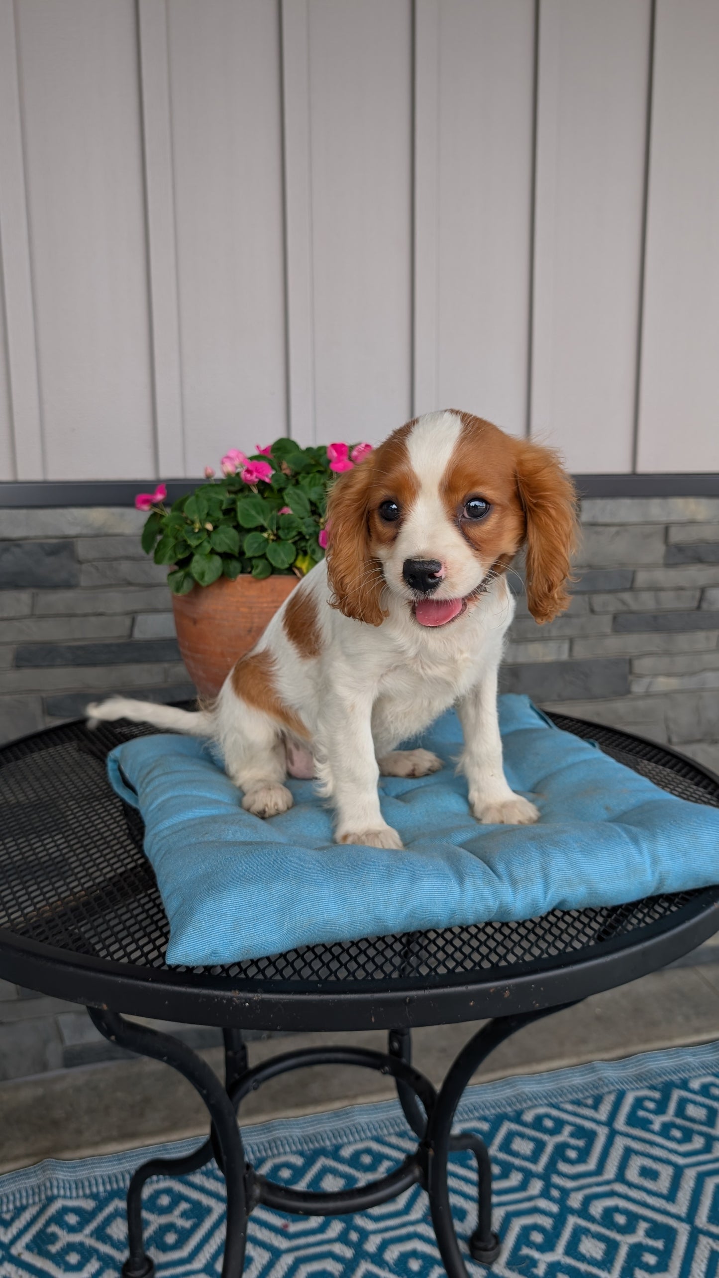 CAVALIER (05/06) MALE