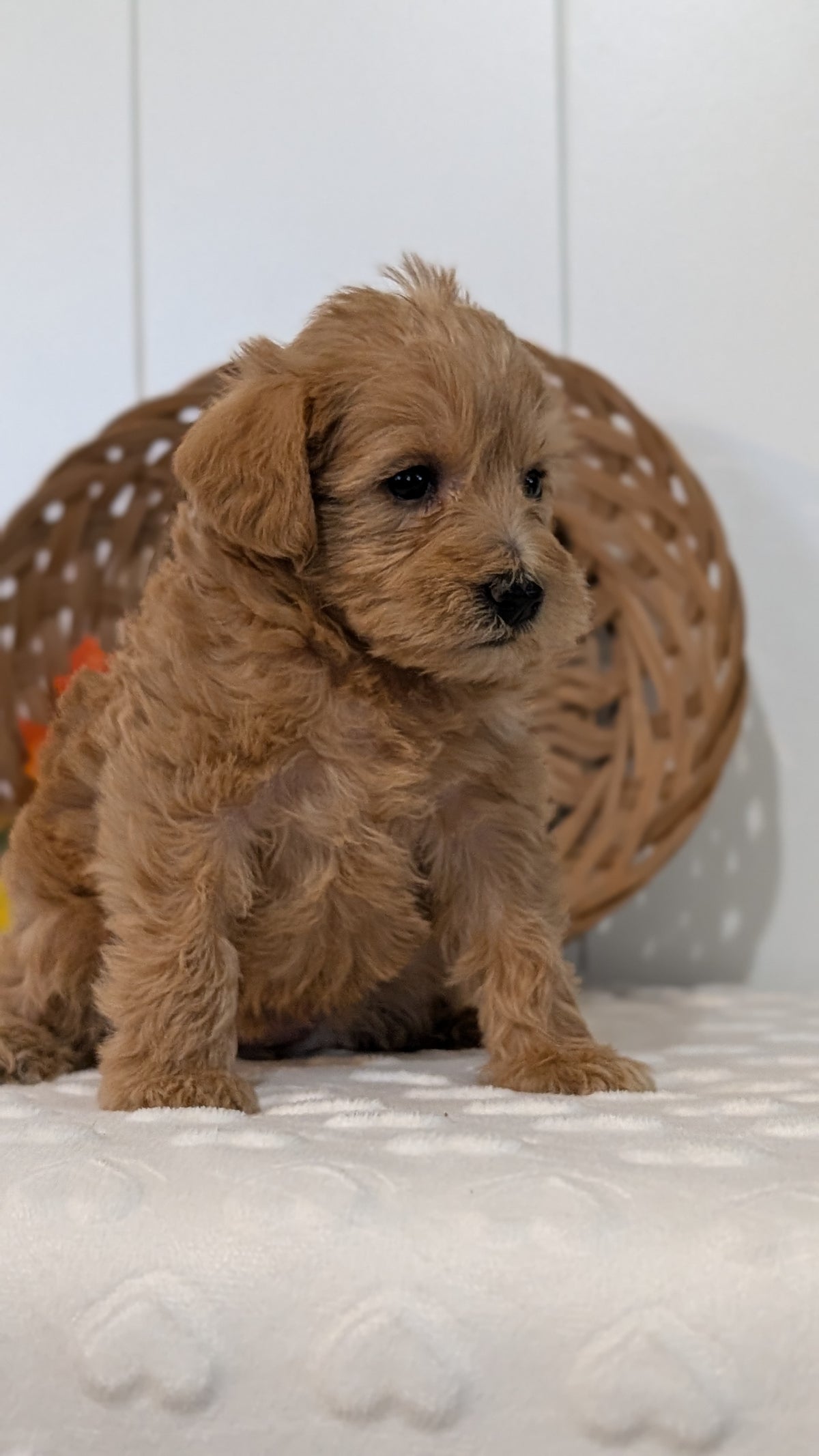 SCHNOODLE (SEP 03) 4 FEMALES/3 MALES
