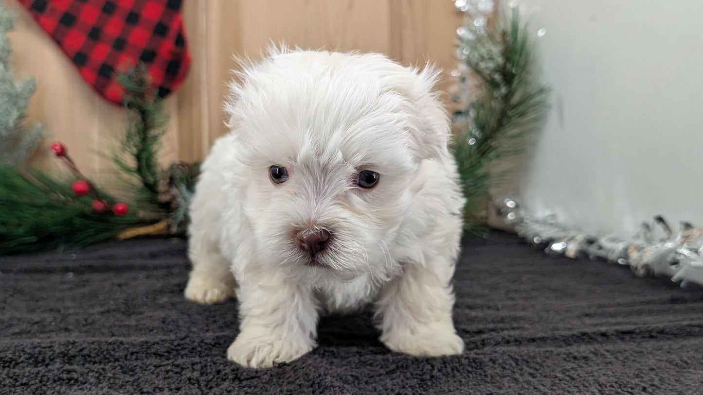 HAVANESE (OCT 25) MALES