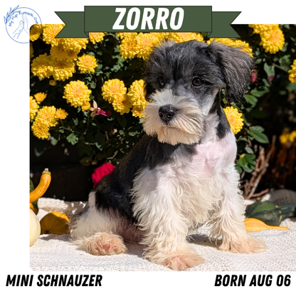 MINI SCHNAUZER (08/06) MALE