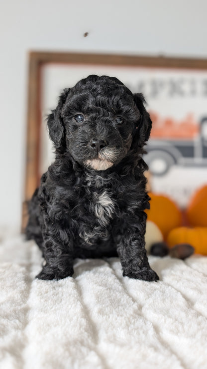 MINI POODLE (09/12) FEMALE