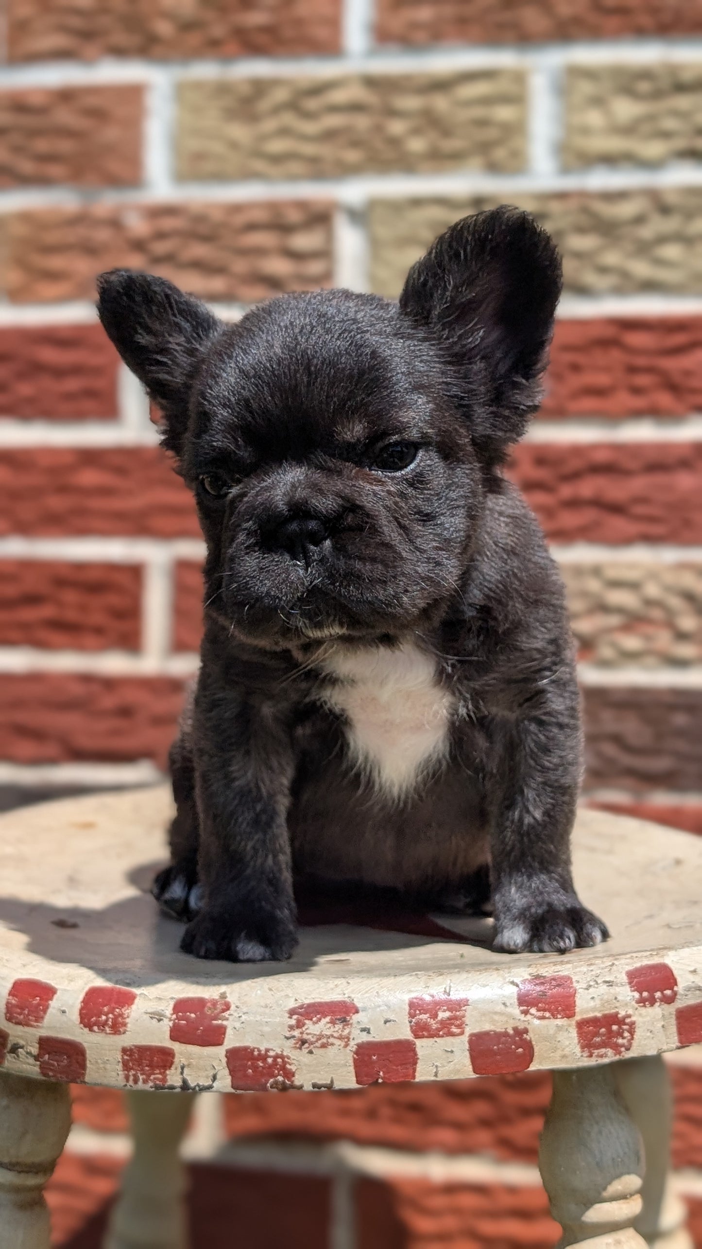 FRENCH BULLDOG (MAR 09) FEMALES