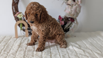 MINI POODLE (JUN 01) MALES