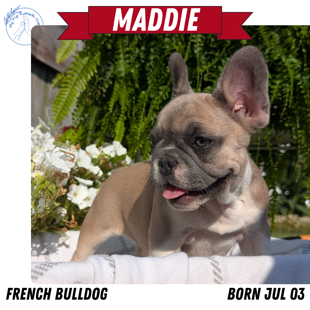 FRENCH BULLDOG (07/03) FEMALE
