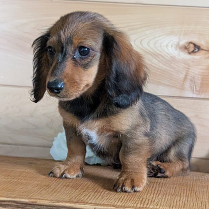 MINI DACHSHUNDS (JUL 05) 2 MALES/2 FEMALES