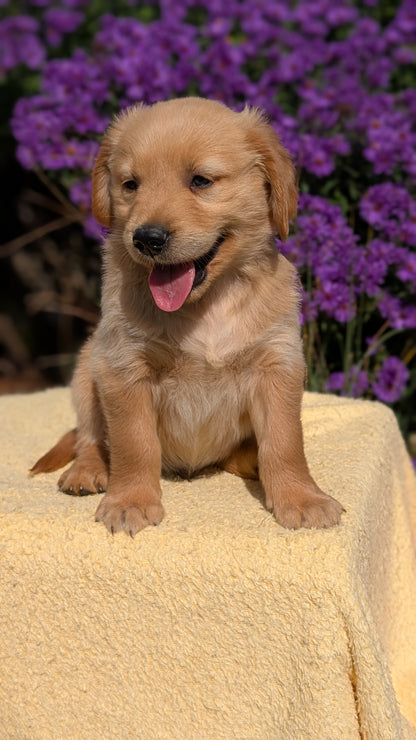 GOLDEN RETRIEVER (08/14) MALE