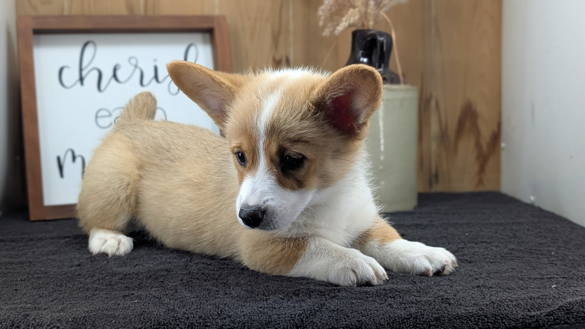 CORGI (JUL 13) 2 FEMALES/3 MALES