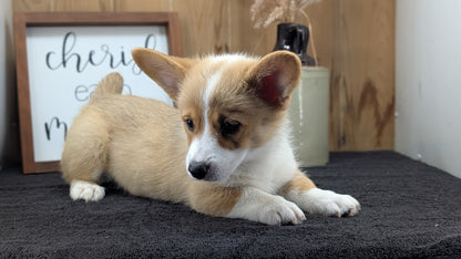 CORGI (JUL 13) 2 FEMALES/3 MALES