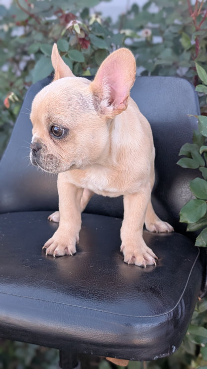FRENCH BULLDOG (JUN 26) 2 MALES