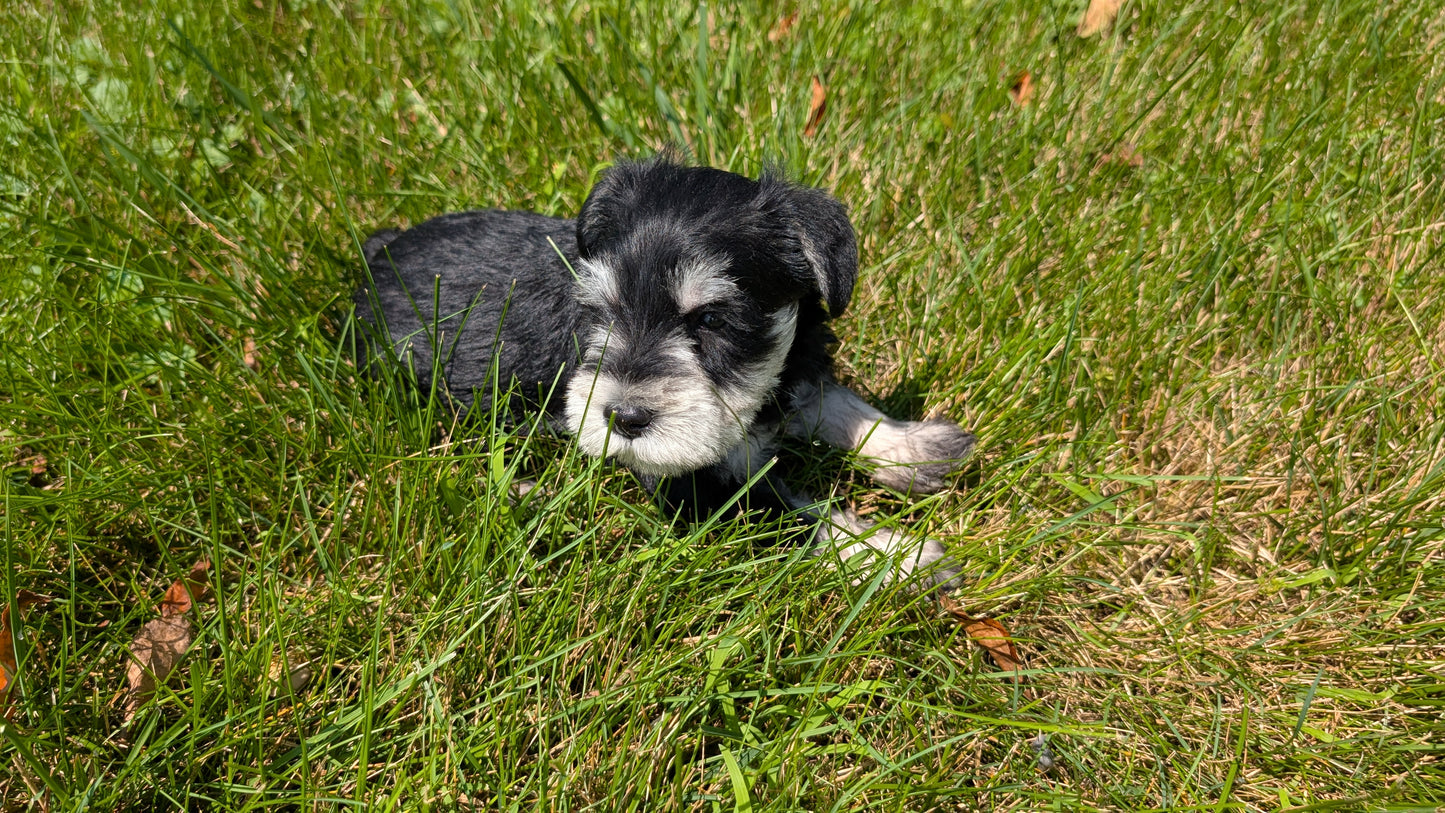 MINI SCHNAUZER (05/29) MALE