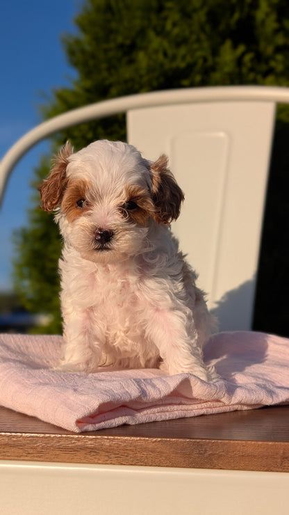 CAVAPOO (MAY 09) FEMALE