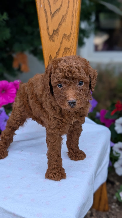 TOY POODLE (JUN 17) MALES