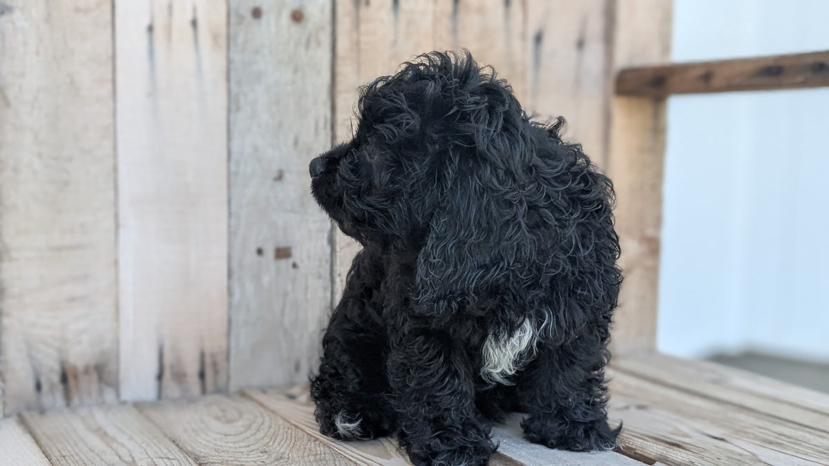 CAVAPOO (JUN 14) MALES