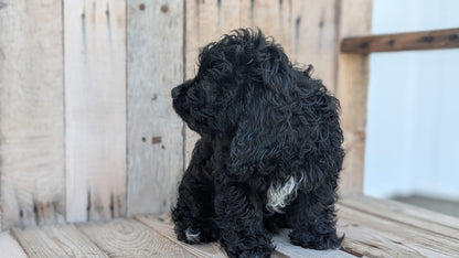 CAVAPOO (JUN 14) MALES